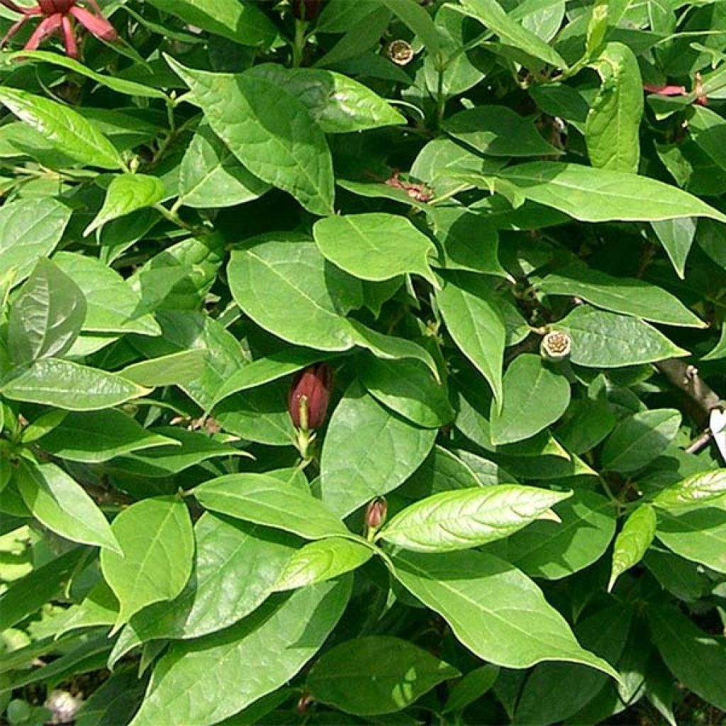 Calycanthus floridus - Echter Gewürzstrauch