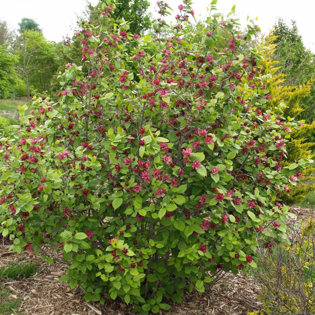 Calycanthus raulstonii Hartlage Wine - Gewürzstrauch