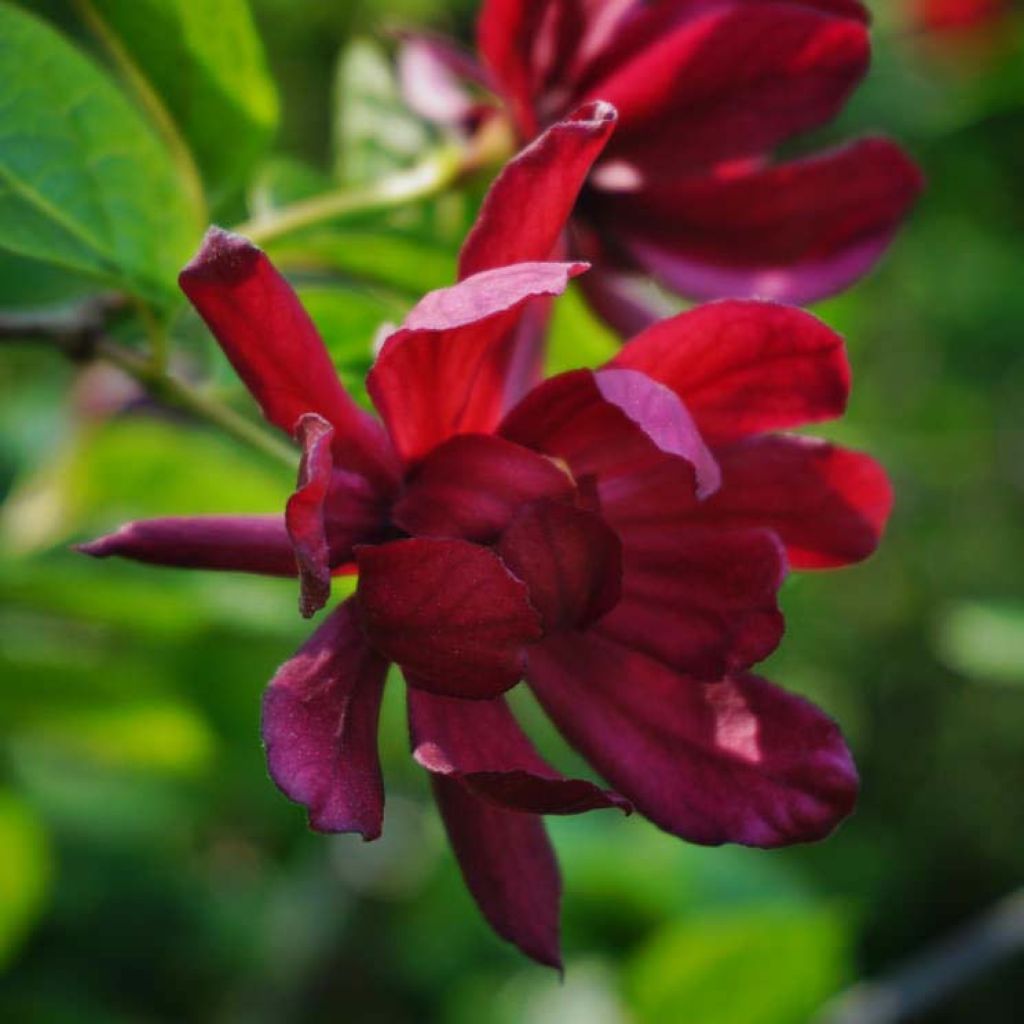 Calycanthus raulstonii Hartlage Wine - Gewürzstrauch