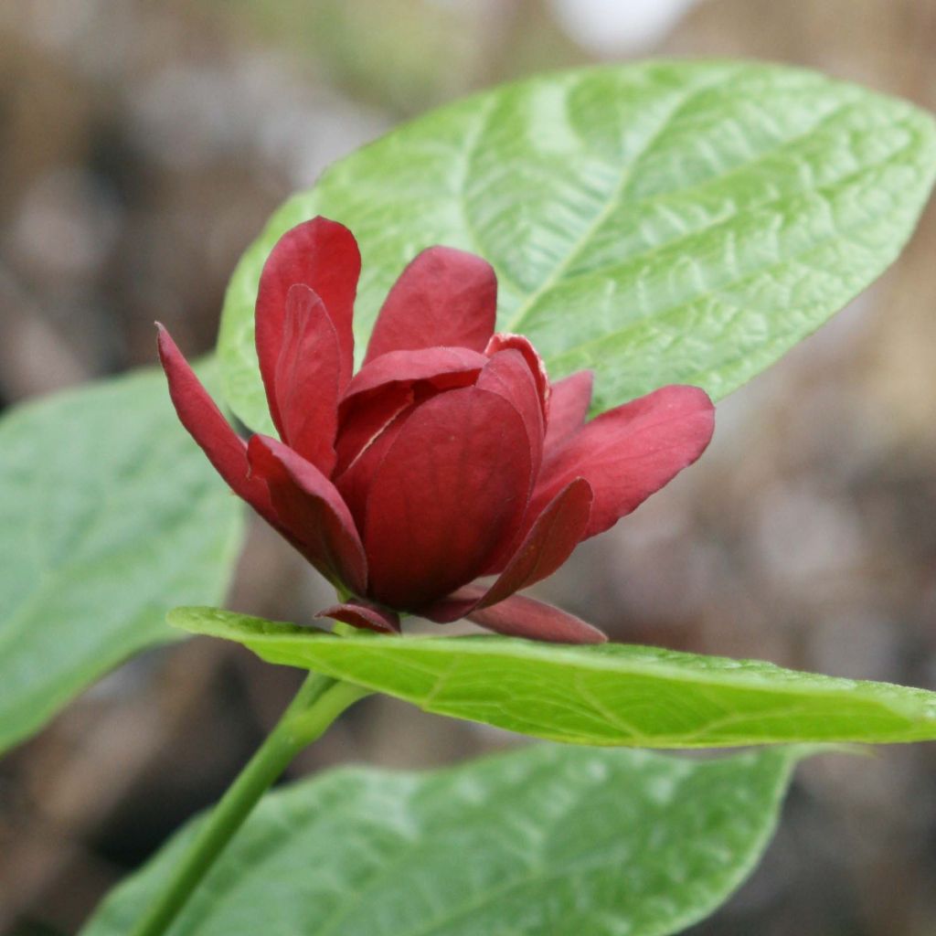 Calycanthus raulstonii Hartlage Wine - Gewürzstrauch