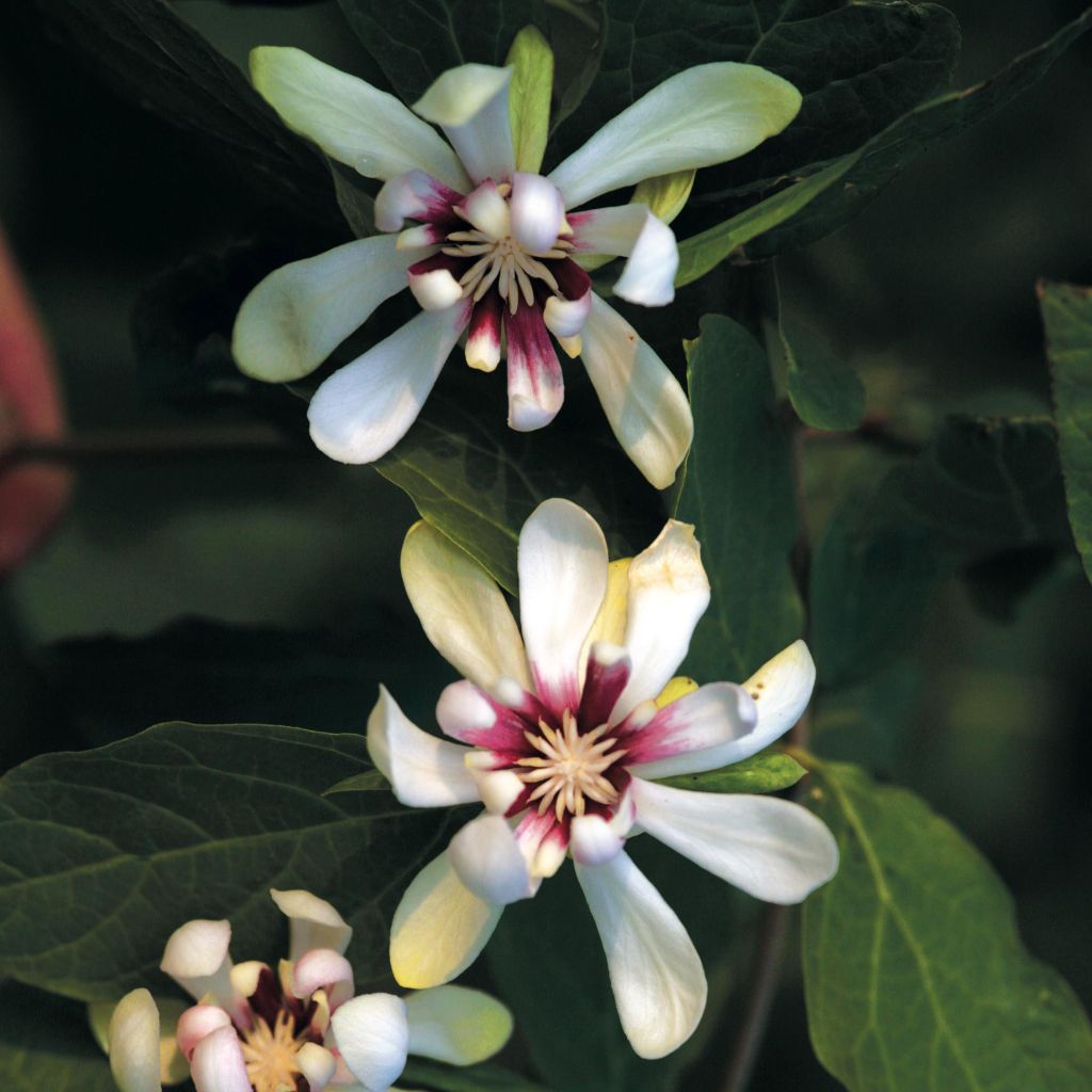 Calycanthus raulstonii Venus - Gewürzstrauch