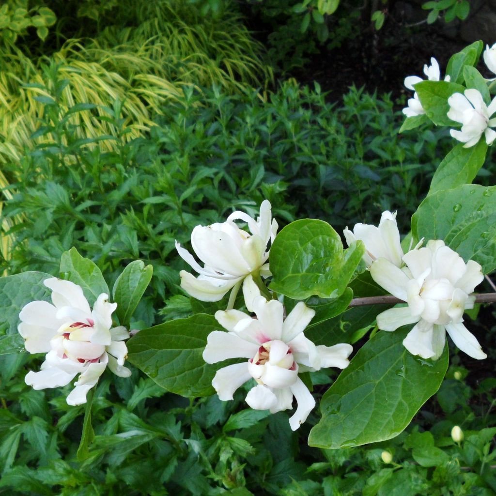 Calycanthus raulstonii Venus - Gewürzstrauch