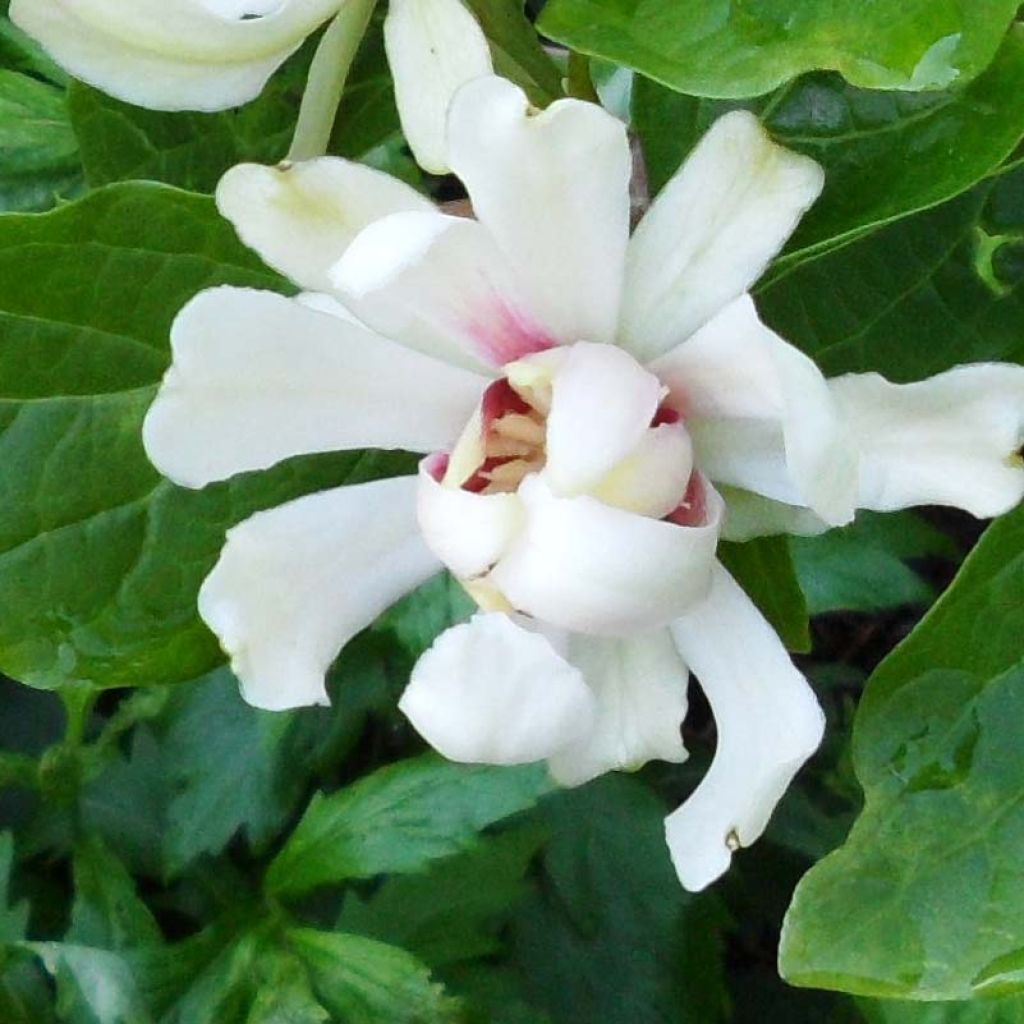 Calycanthus raulstonii Venus - Gewürzstrauch