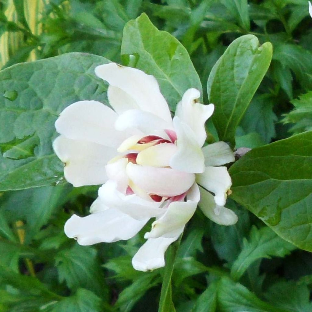 Calycanthus raulstonii Venus - Gewürzstrauch