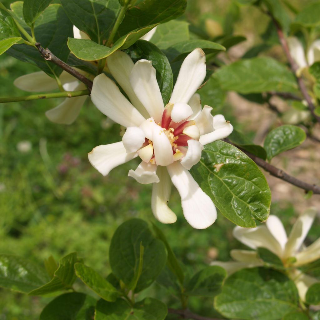 Calycanthus raulstonii Venus - Gewürzstrauch