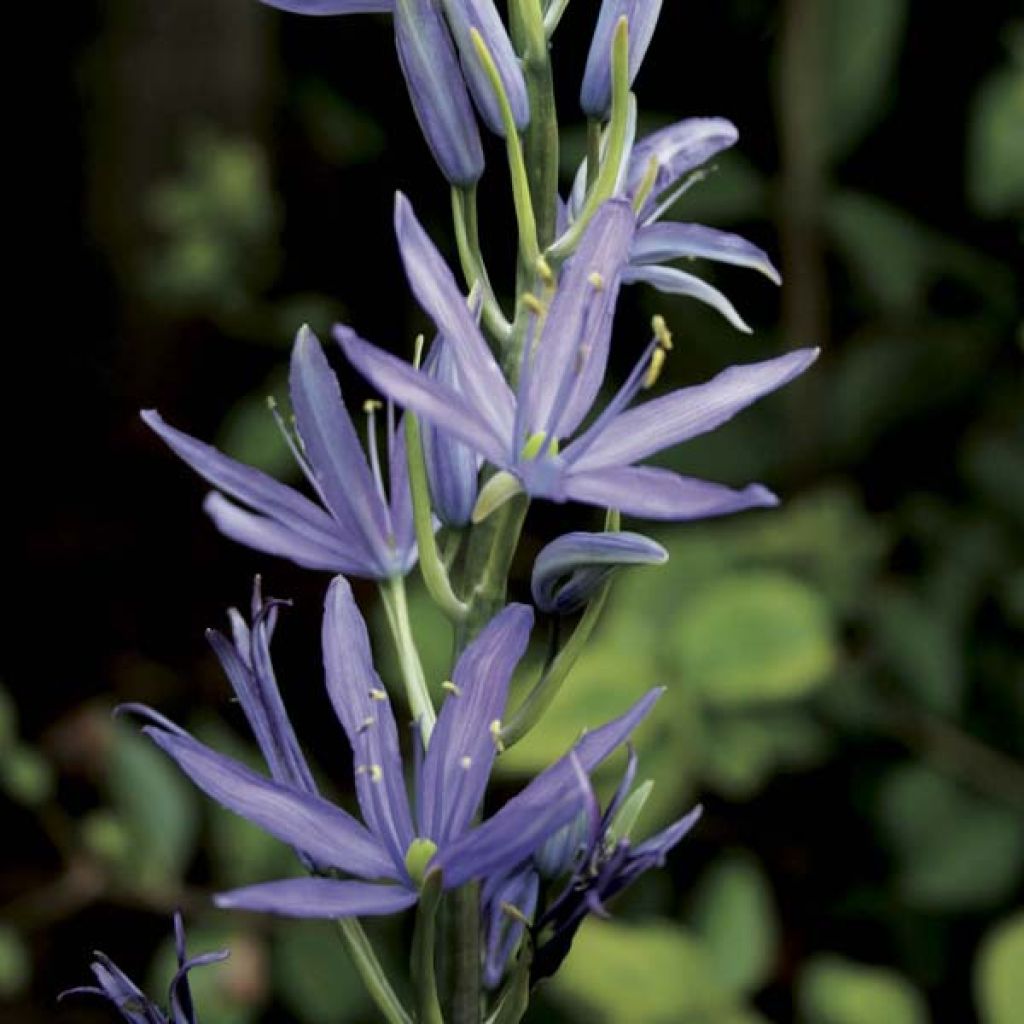 Camassia leichtlinii subsp. suksdorfii Caerulea - Prärielilie