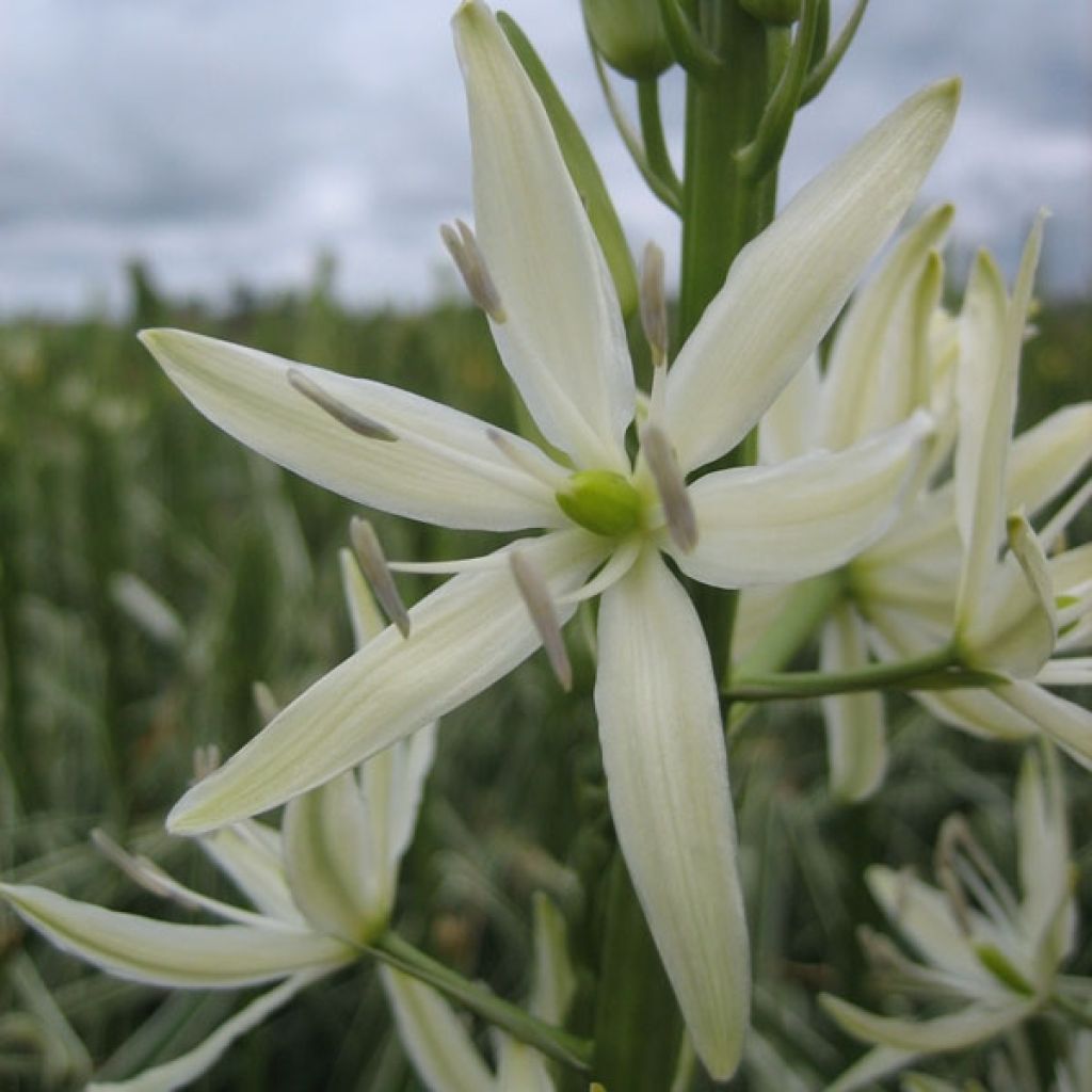 Camassia leichtlinii Sacajawea - Prärielilie