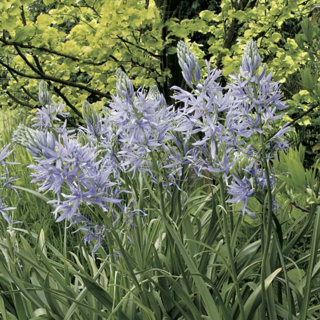 Camassia Zwanenburg Wisteria Blue