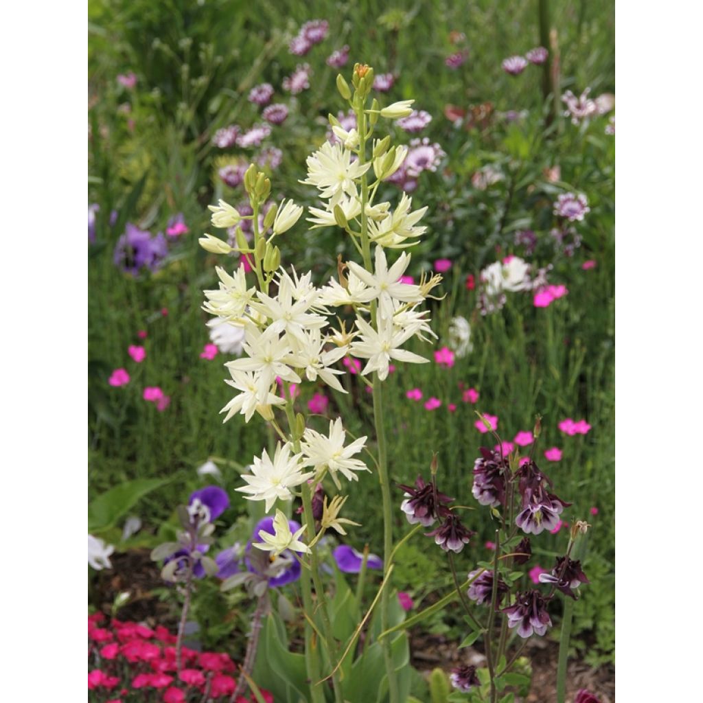 Camassia leichtlinii Semiplena - Prärielilie