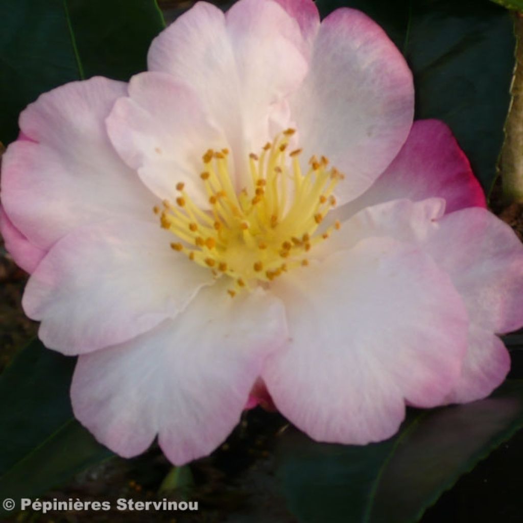 Camellia sasanqua Fukusutsumi - Herbstblühende Kamelie