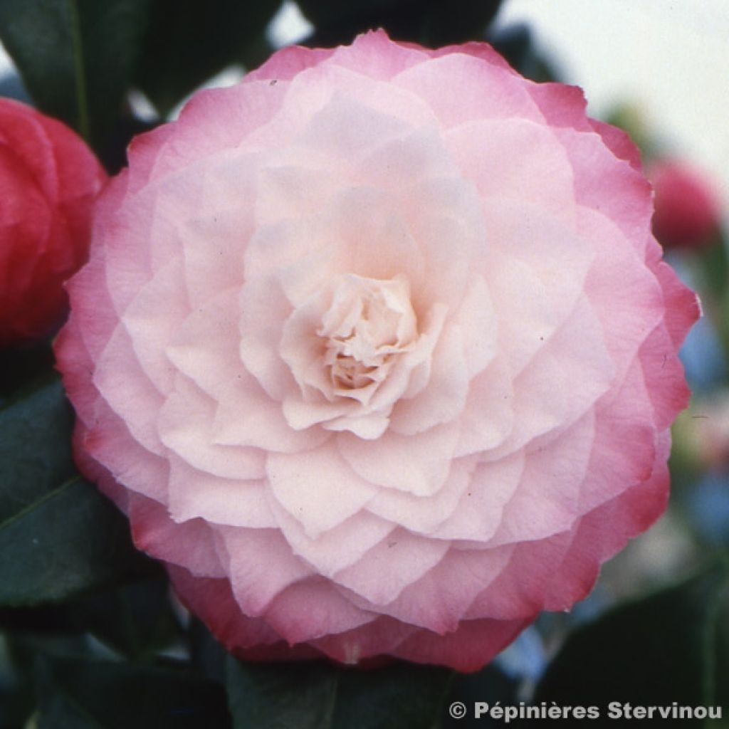 Camélia classique - Camellia Nuccio s Pearl