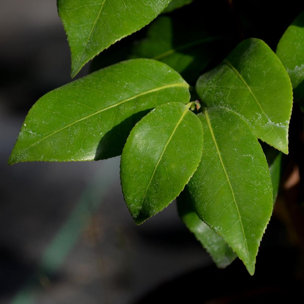 Camellia Nuccio's Jewel - Japanische Kamelie