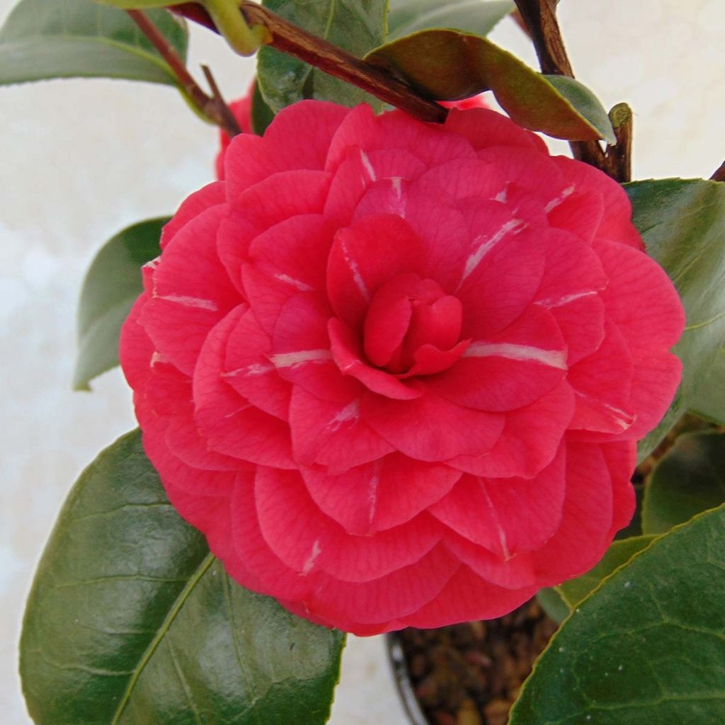 Camellia Il Gioiello - Japanische Kamelie