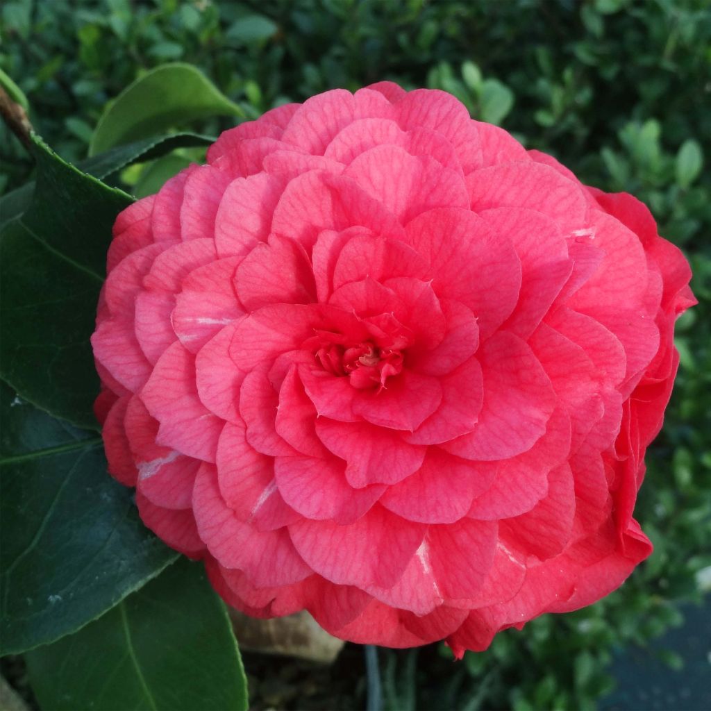 Camellia Il Gioiello - Japanische Kamelie