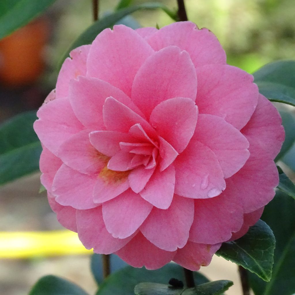 Camellia Mrs Tingley - Japanische Kamelie