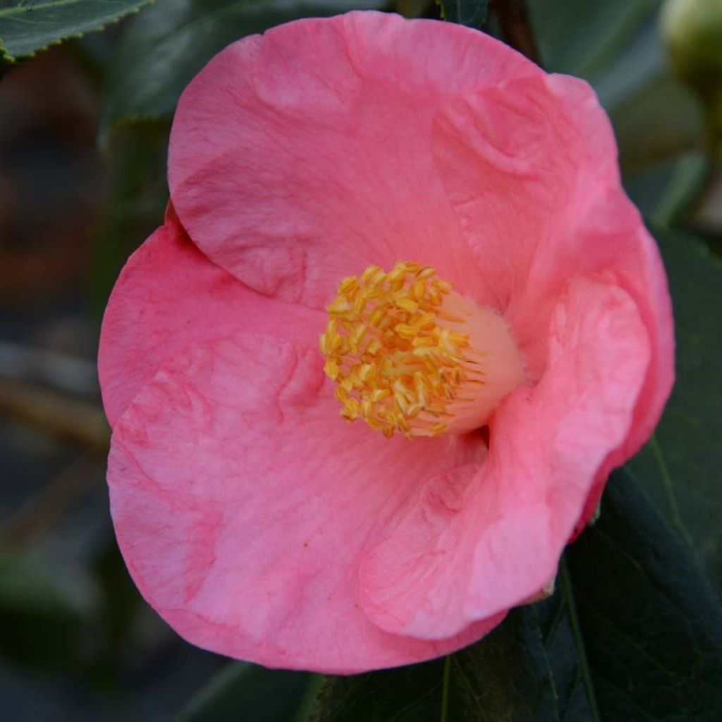 Camellia Paul Sérusier - Japanische Kamelie