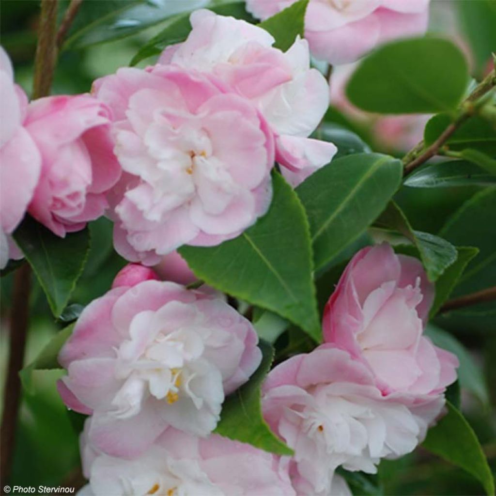 Camellia transnokoensis Sweet Jane - Kamelie