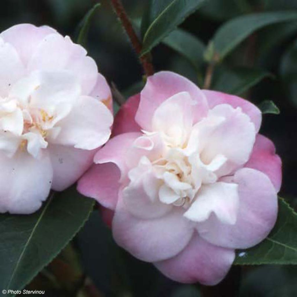 Camellia transnokoensis Sweet Jane - Kamelie