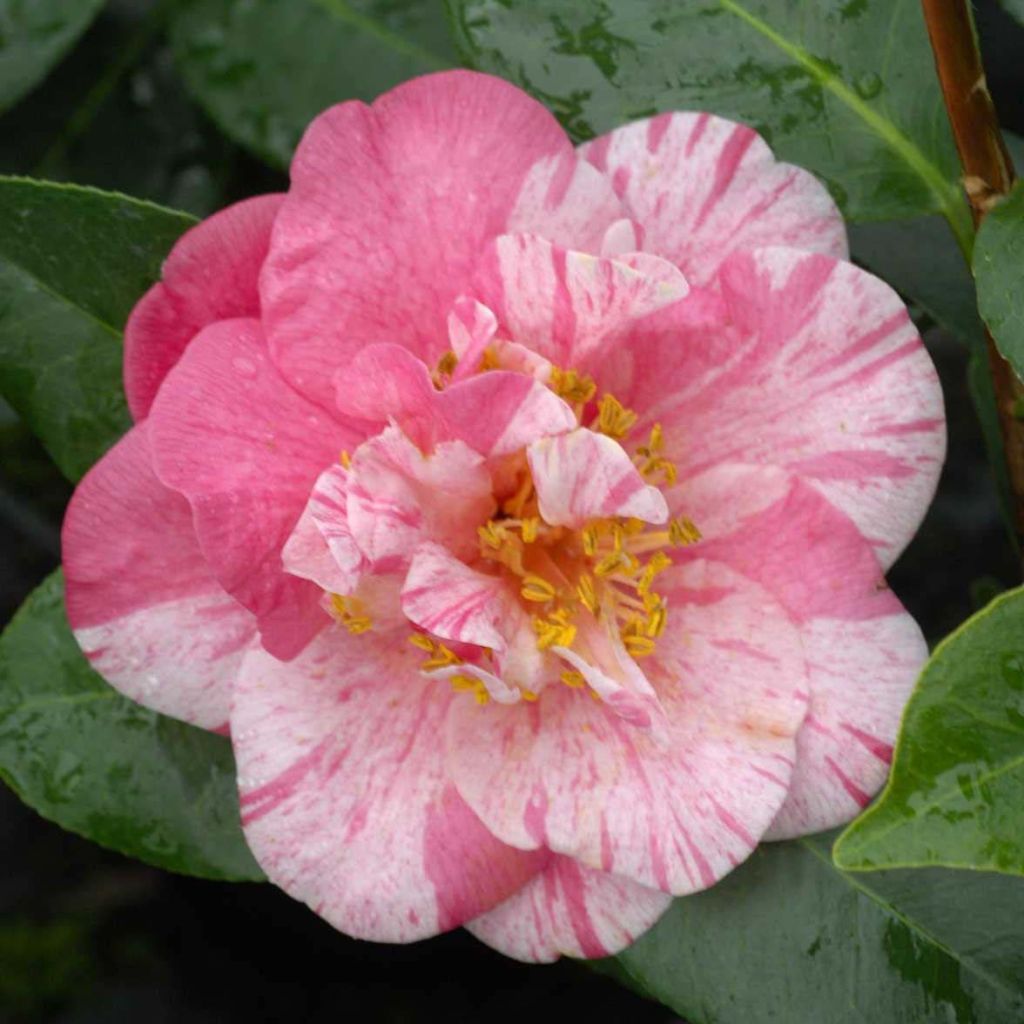 Camellia Traverso - Japanische Kamelie