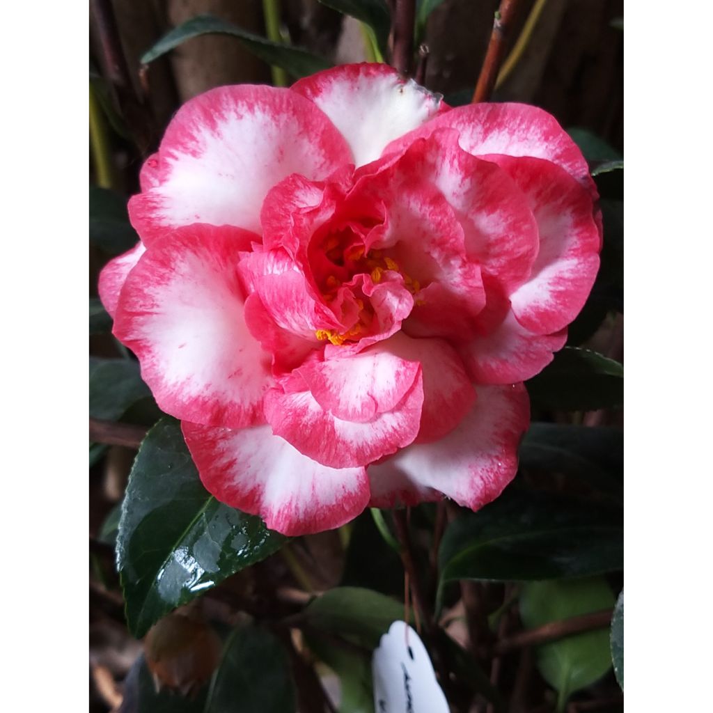 Camellia Betty's Beauty - Kamelie