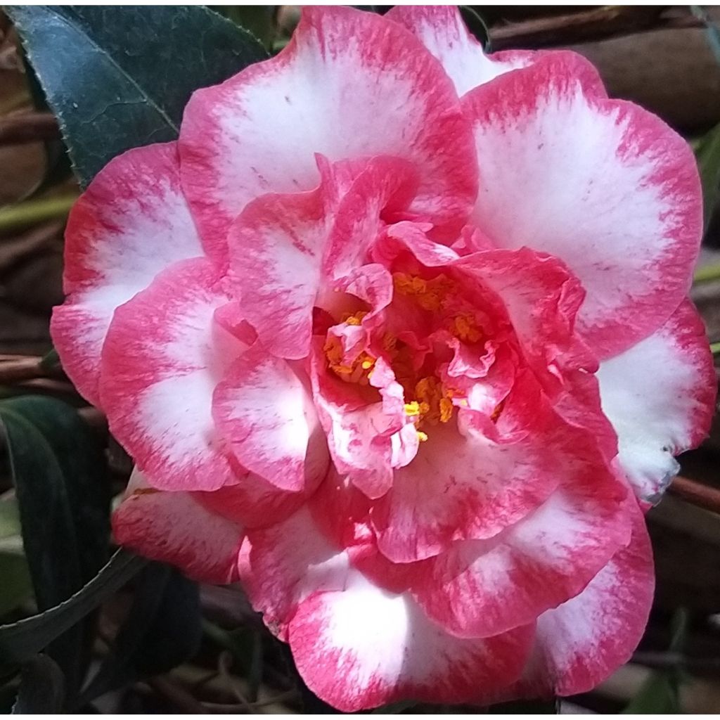 Camellia Betty's Beauty - Kamelie