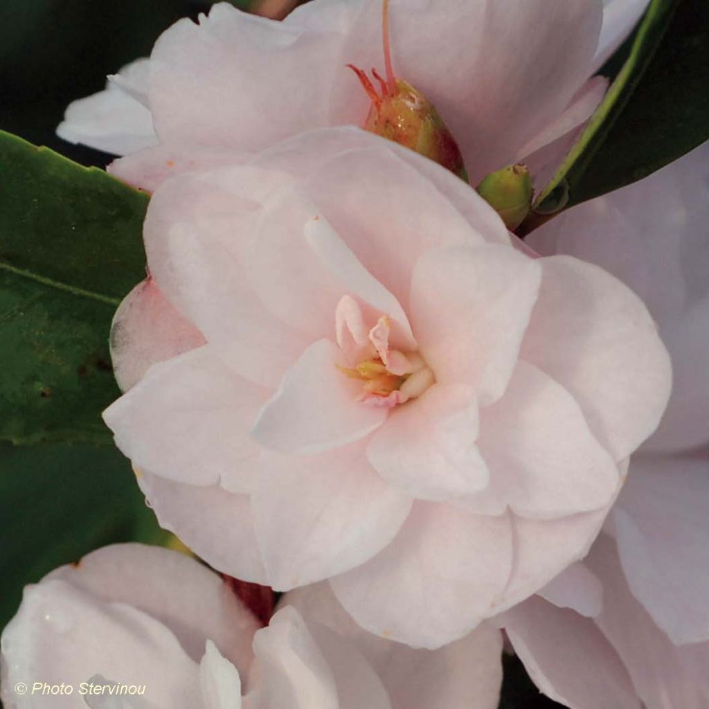 Camellia Cinnamon Cindy - Kamelie