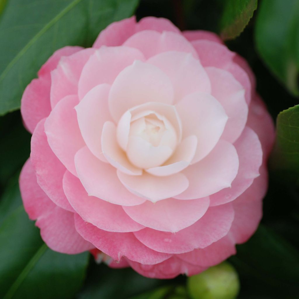 Camellia Sweet Olive - Japanische Kamelie