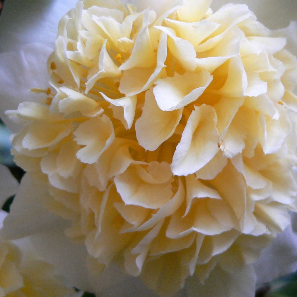 Camellia Jury's Yellow - Japanische Kamelie