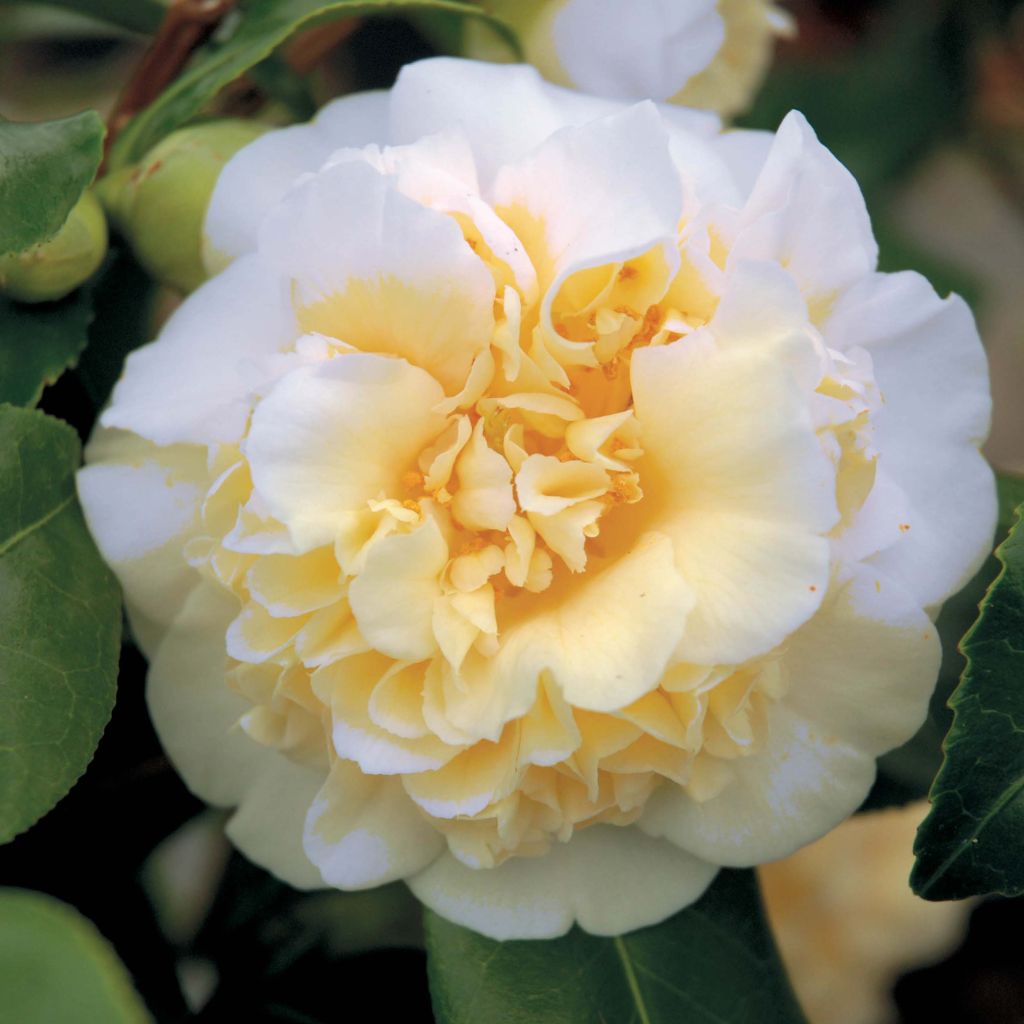 Camellia Jury's Yellow - Japanische Kamelie