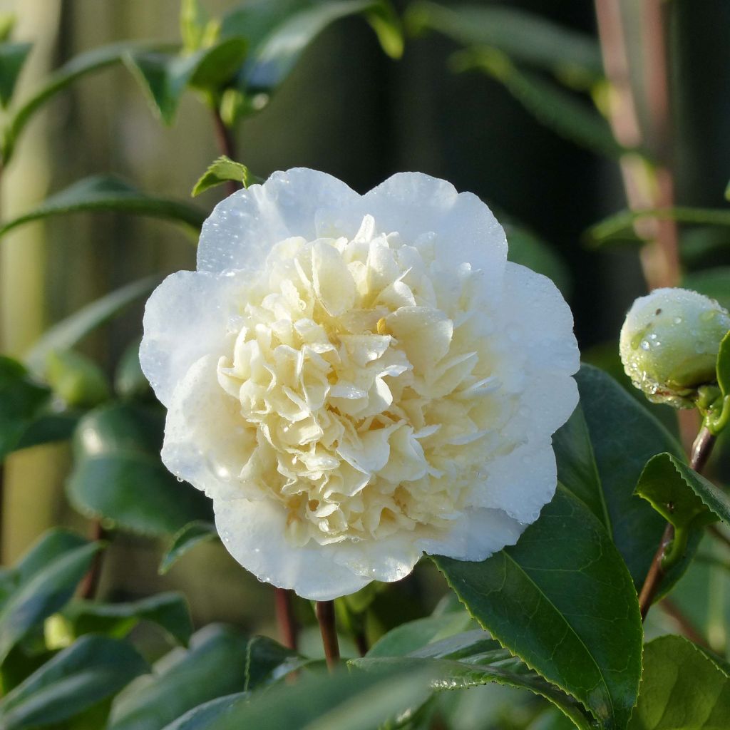 Camellia Jury's Yellow - Japanische Kamelie