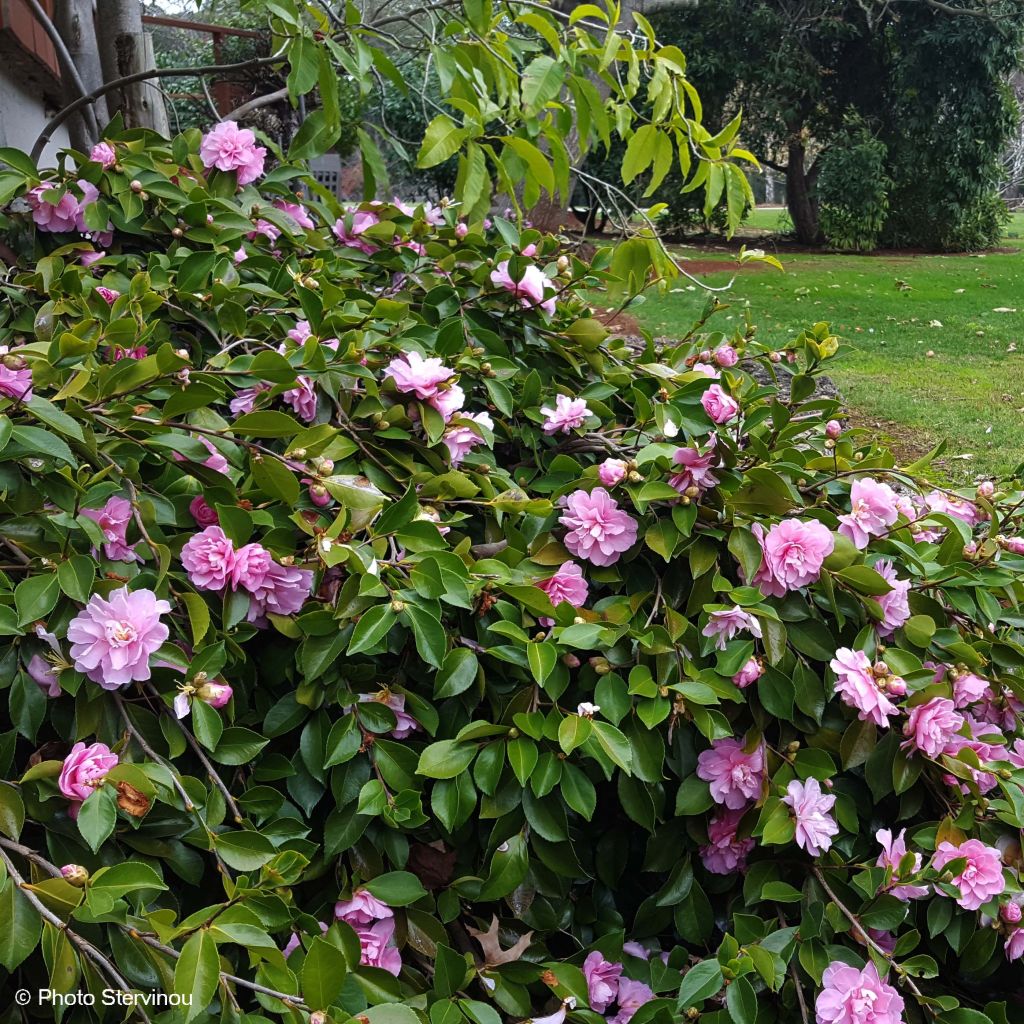 Camellia sasanqua Waterfall Pink - Herbstblühende Kamelie