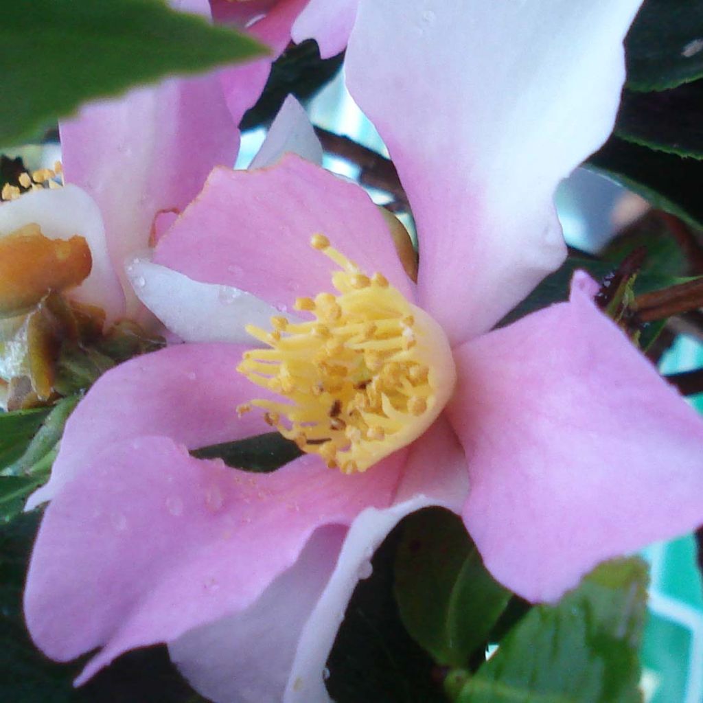 Camellia sasanqua Yume - Herbstblühende Kamelie