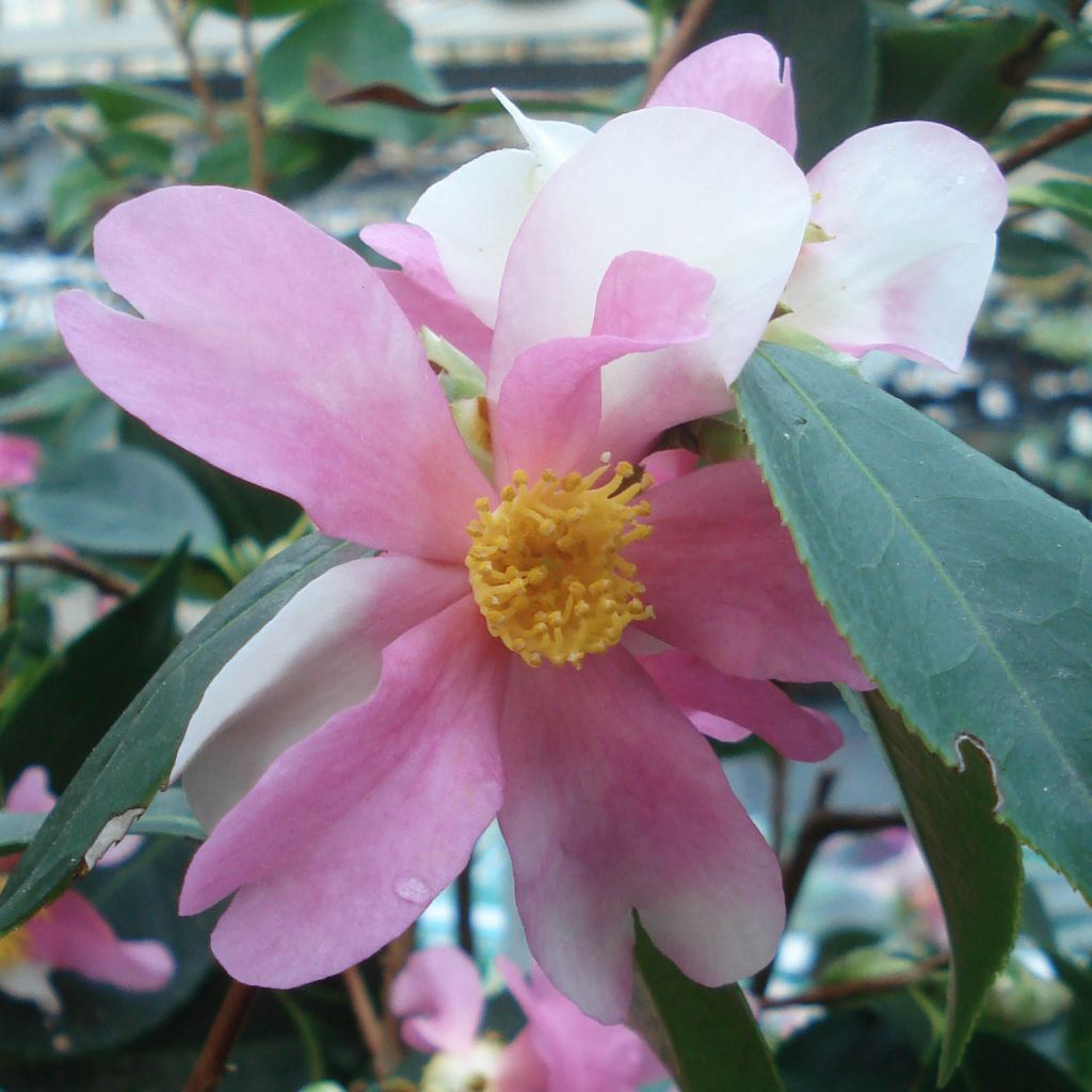 Camellia sasanqua Yume - Herbstblühende Kamelie