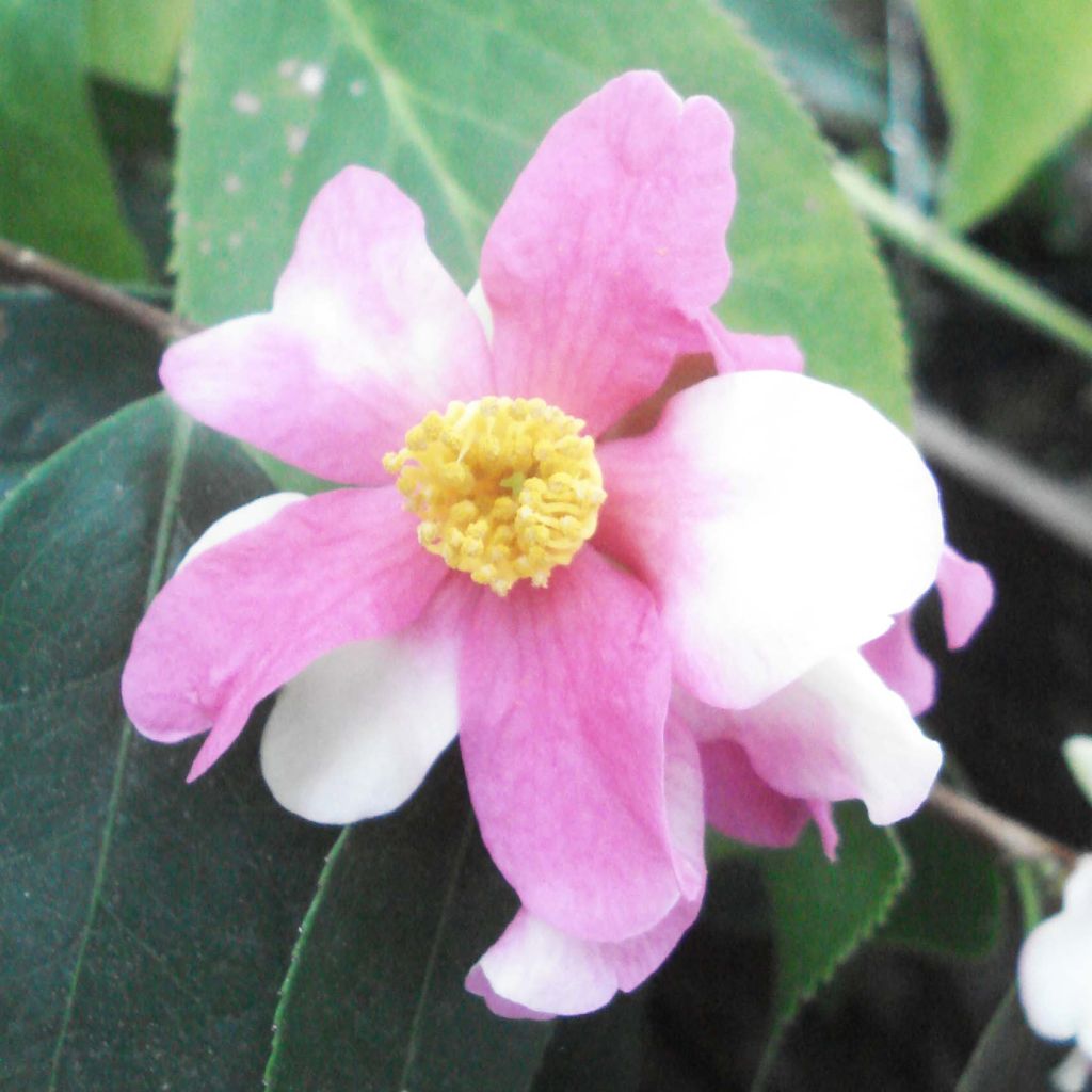 Camellia sasanqua Yume - Herbstblühende Kamelie