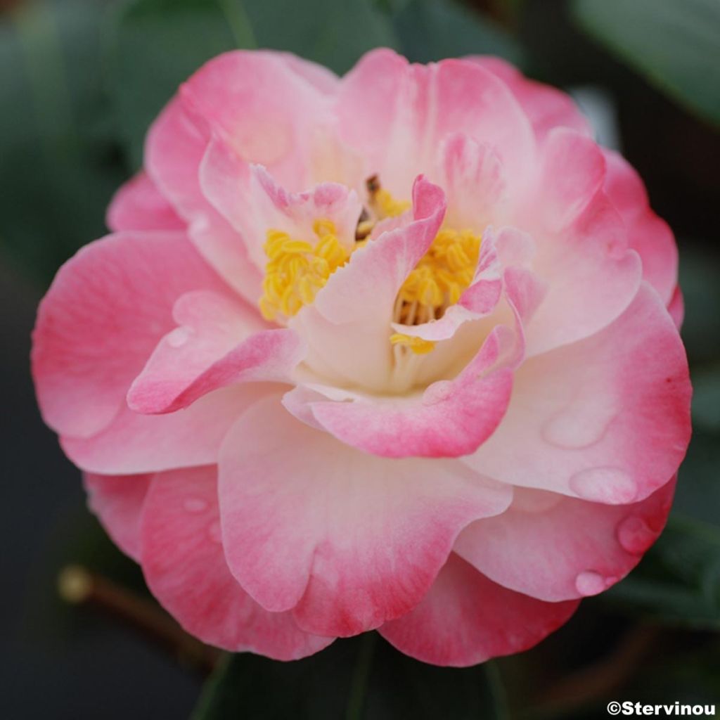 Camellia williamsonii Spring Daze - Kamelie