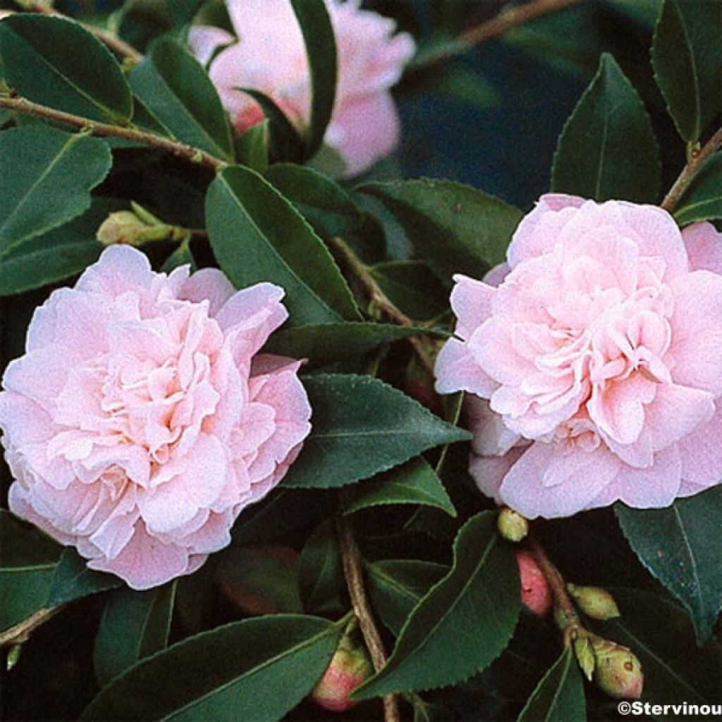 Camellia lutchuensis Sweet Emily Kate - Kamelie