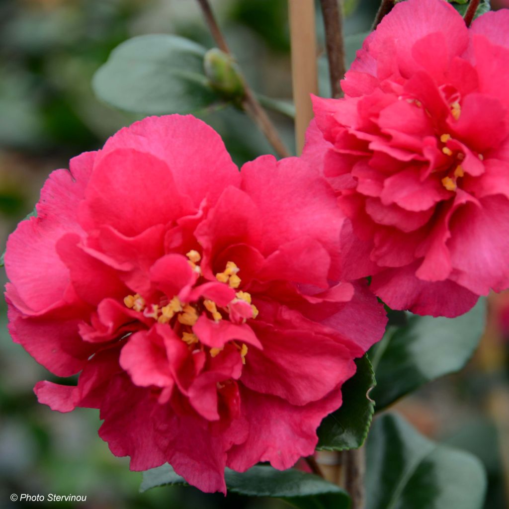 Camellia hiemalis Bonanza - Kamelie