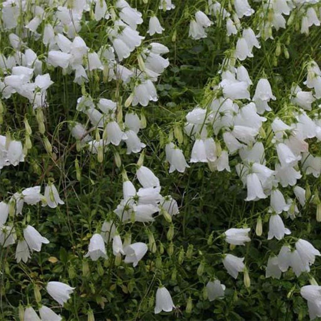 Campanula cochleariifolia Alba - Campanule à feuilles de cochléaire 