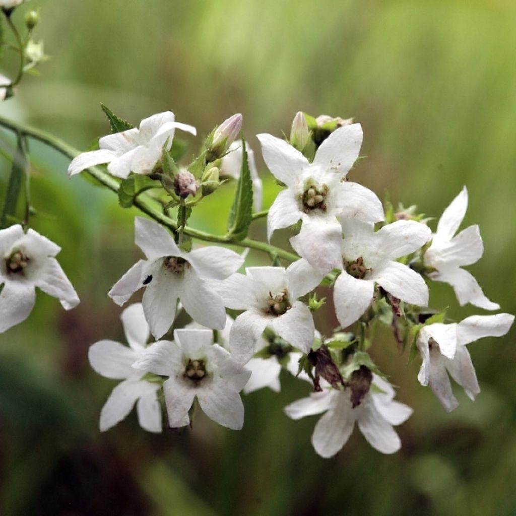 Dolden-Glockenblume Alba - Campanula lactiflora