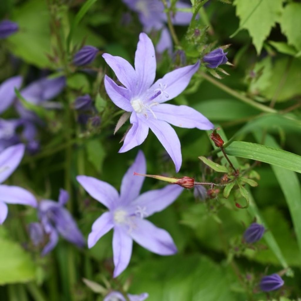 Campanula poscharskyana Stella - Hängepolster-Glockenblume