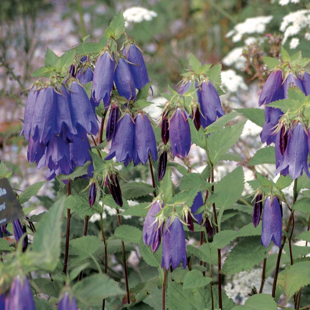 Campanula Sarastro - Großblütige Glockenblume