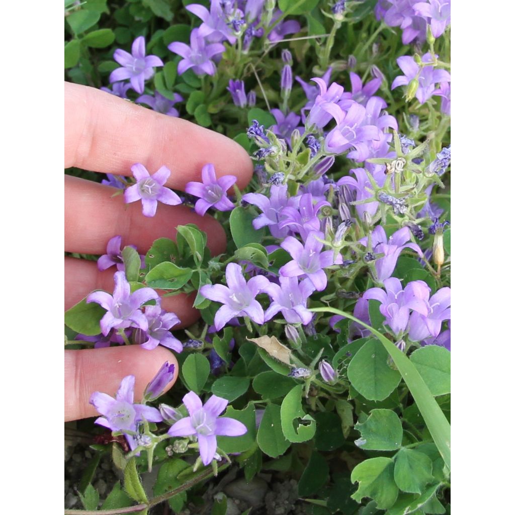 Dalmatiner Glockenblume - Campanula portenschlagiana