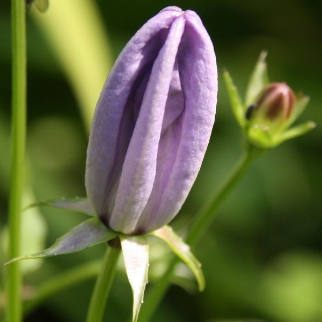 Campanula carpatica - Karpaten-Glockenblume