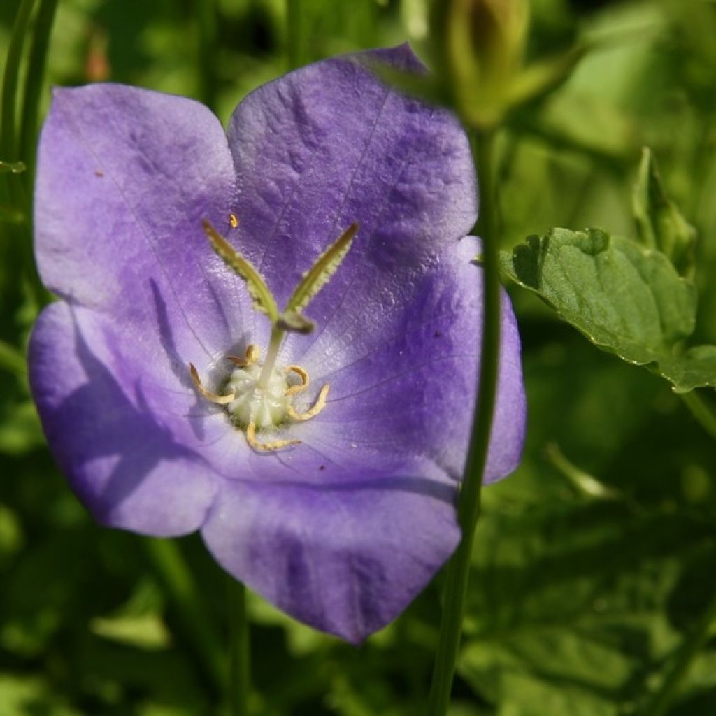 Campanula carpatica - Karpaten-Glockenblume