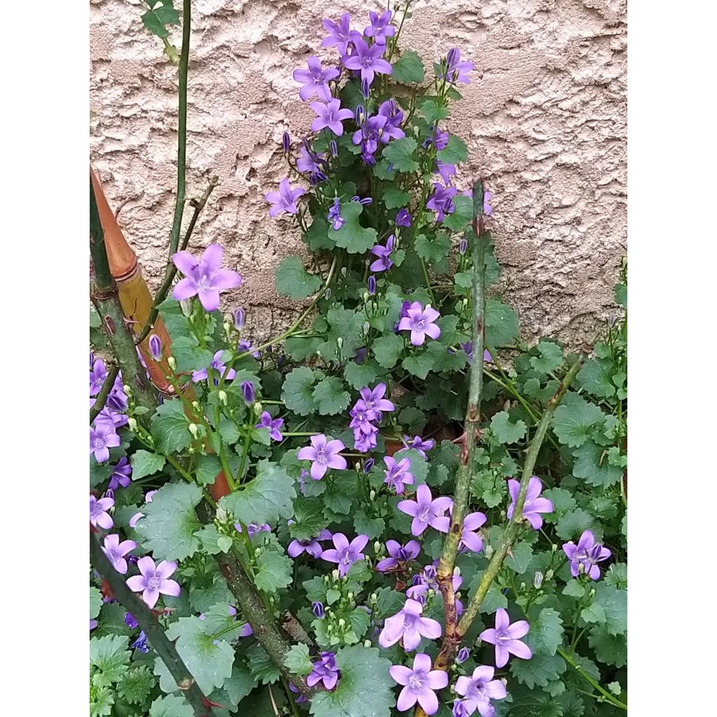 Dalmatiner Glockenblume - Campanula portenschlagiana