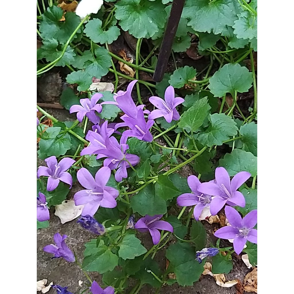 Dalmatiner Glockenblume - Campanula portenschlagiana