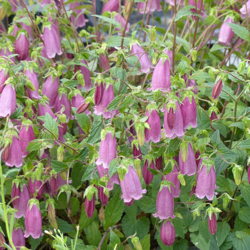 Campanula takesimana Ringsabell Mulberry Rose - Korea-Glockenblume