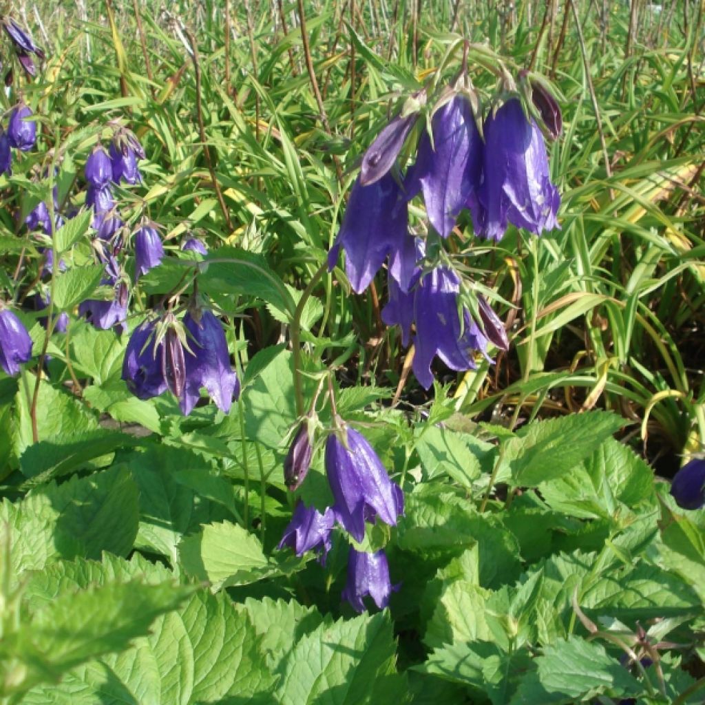 Campanula Kent Belle - Gepunktete Glockenblume