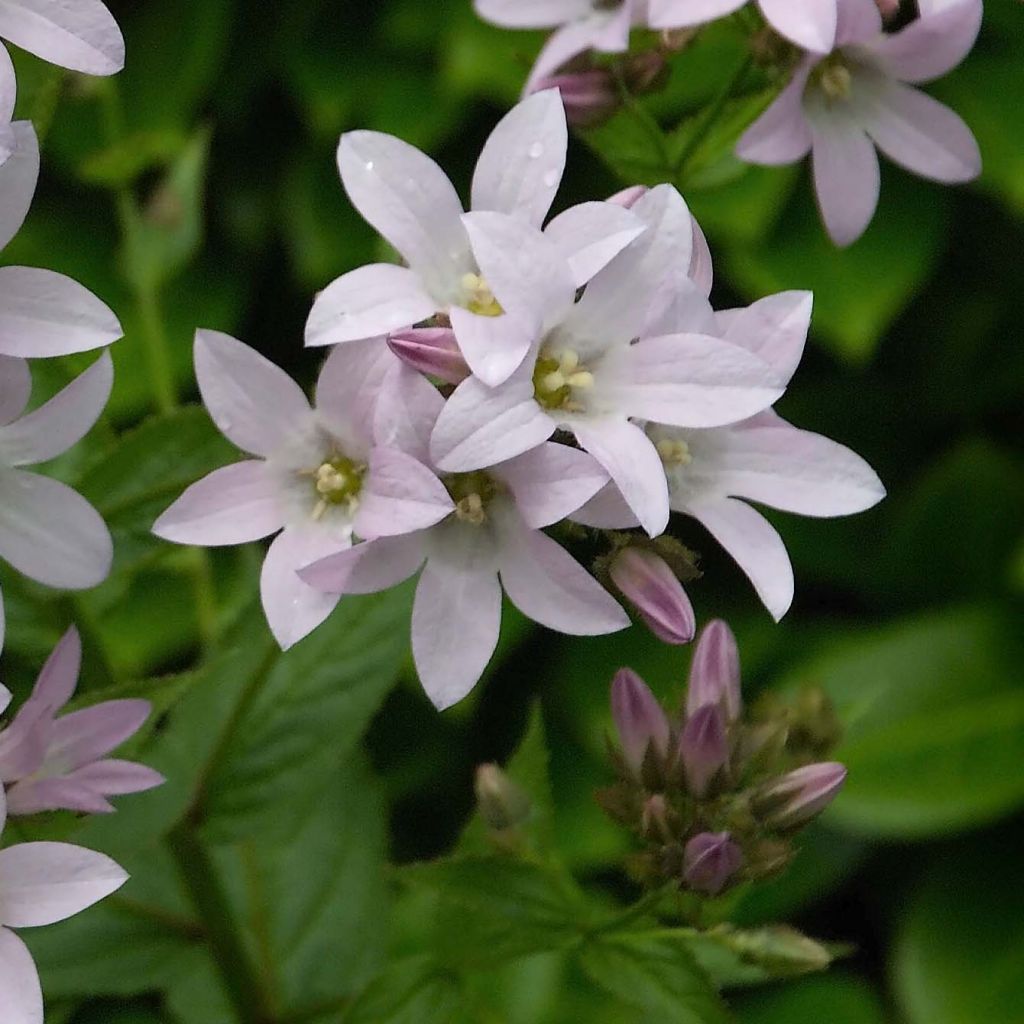 Dolden-Glockenblume Loddon Anne - Campanula lactiflora