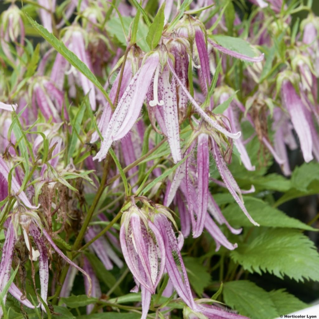 Campanula Pink Octopus - Glockenblume